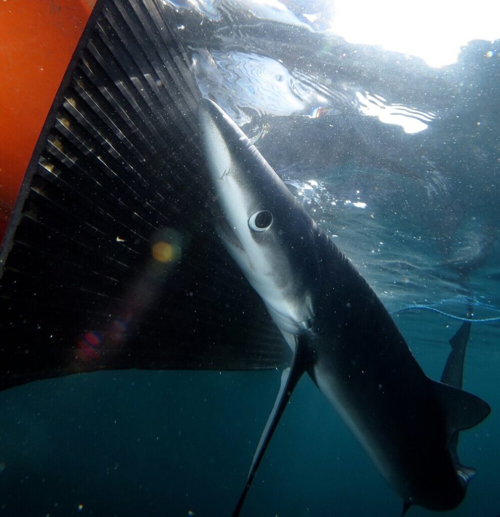 A large and curious blue shark - one of several shark species to visit British waters - investigates the side of a dive boat about 16 miles off the south Cornish coast.