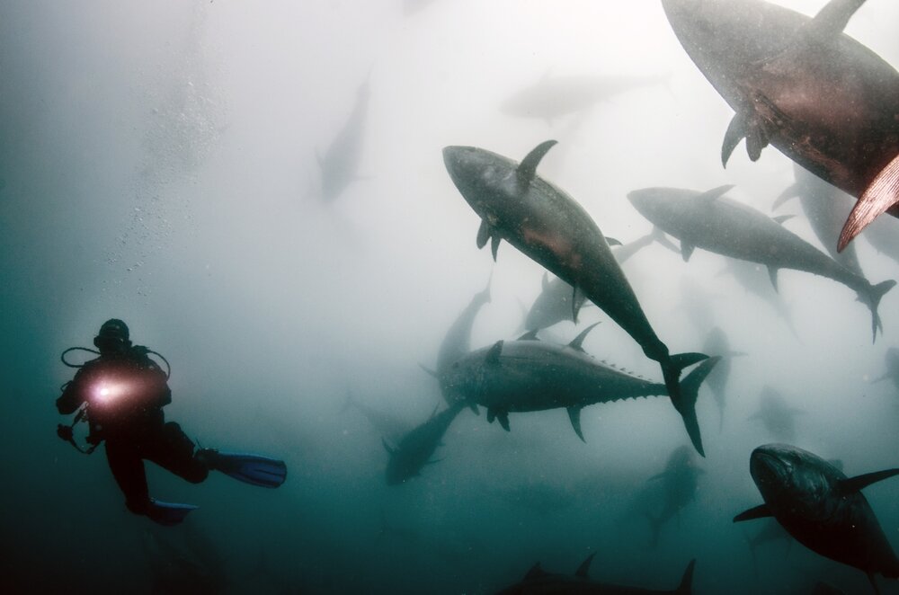 A diver is approached by a graceful wall of tuna.