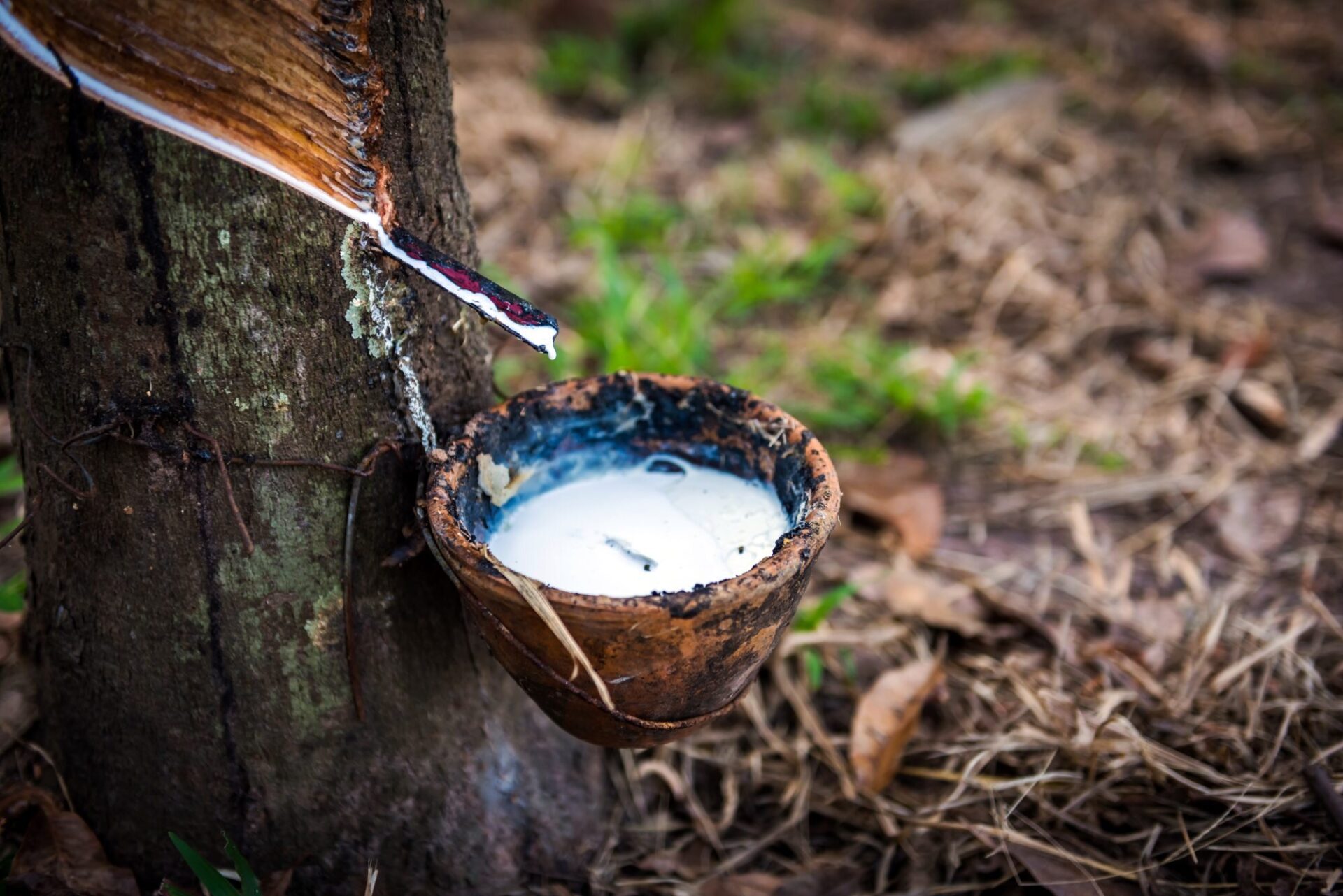 Rubber being ‘tapped’ the traditional way by cutting the bark of the rubber tree, allowing the rubber sap to drain into a receptacle.
