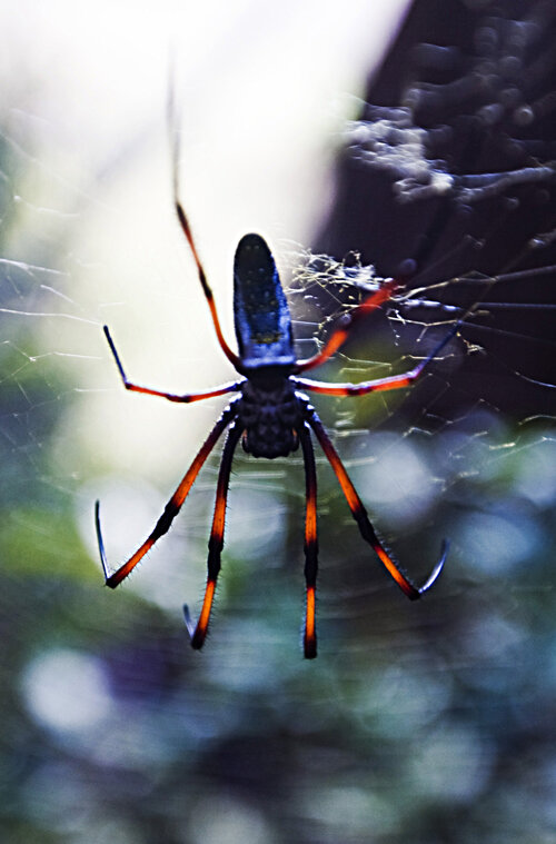 One of the friendly creatures you might encounter whilst trail-breaking in the Madagascan bush. Fortunately, the colours are just for show; in a parallel of New Zealand, no poisonous animals live on the island of Madagascar.