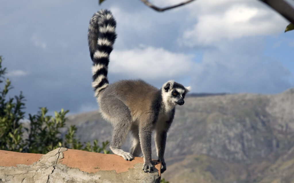 A ring-tailed lemur up to mischief; these animals are prolific in the Andringitra National Park.