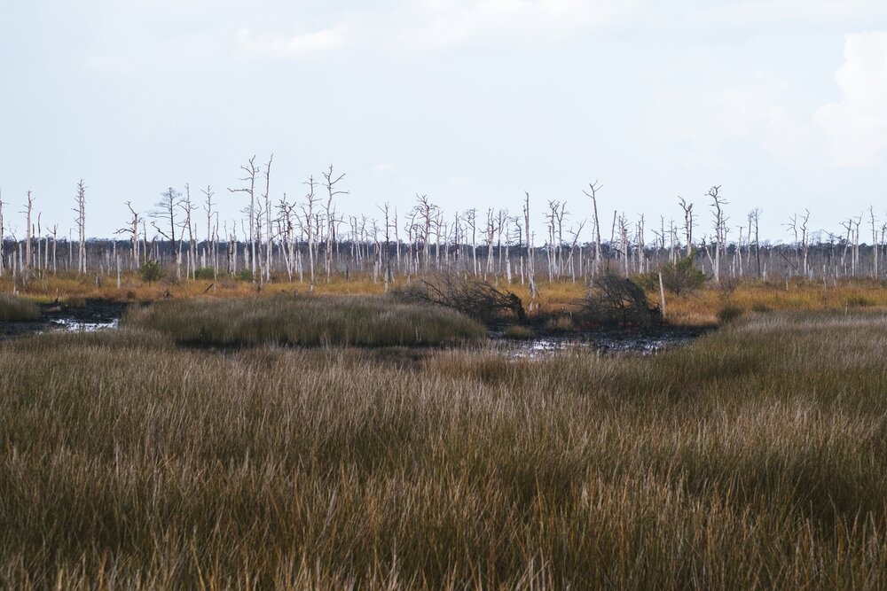 On Cedar Island the landscape changed dramatically; the destruction of Hurricane Dorian is evident in the stripped trees of this mangrove.