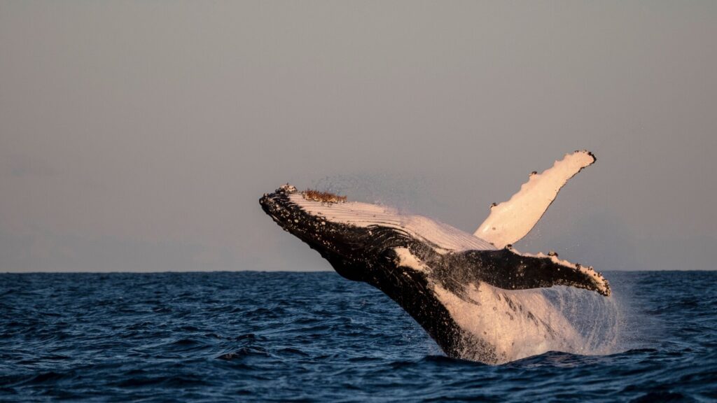 A humpback whale breaches at the end of the austral summer. After spending several months feeding on Antarctic krill, these incredible creatures will head north to their breeding grounds in Central America, completing a 10,000km annual migration.