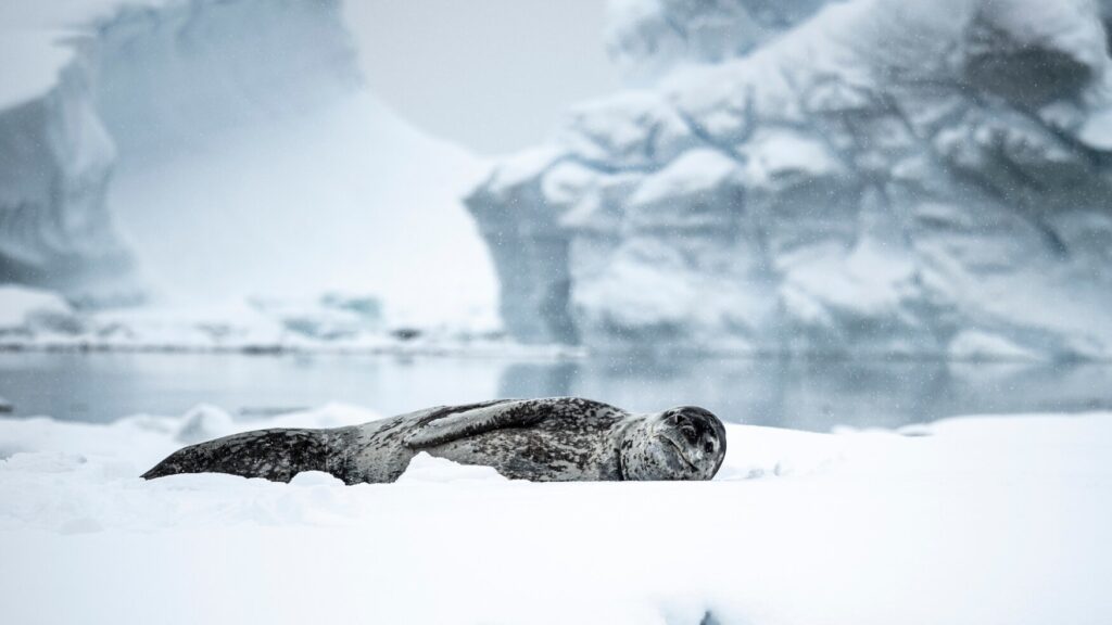 A female leopard seal, more than 3m in length, rests on the ice during a snowfall. At the beginning of the season, leopard seals are mostly seen this way. As soon as the penguin chicks moult their feathers and start to swim, it's common to see leopard seals hunting penguins in the water near the colonies. The leopard seal is among the top predators in the Antarctic environment; its only predator is the killer whale. A large leopard seal reportedly attacked Thomas Orde-Lees (1877-1958), a member of Sir Ernest Shackleton’s Trans-Antarctic Expedition of 1914-1917, when the expedition was camping on the sea ice. In 2003, biologist Kirsty Brown of the British Antarctic Survey was killed by a leopard seal while snorkelling, in the first (and only) recorded human fatality from a leopard seal.