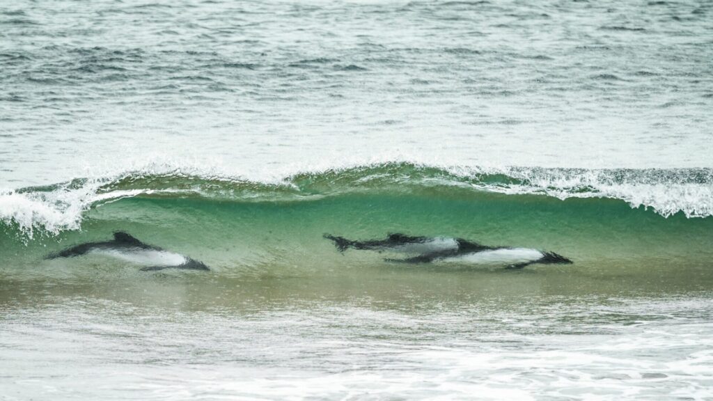 A pod of playful Commerson’s dolphins surf the waves of the Falkland Islands.