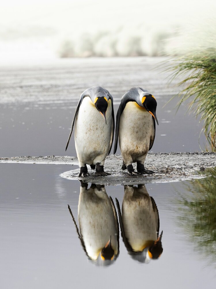 A pair of king penguins seem curious about their own reflection in one of the lagoons formed by melting glaciers on Salisbury Plain, South Georgia.