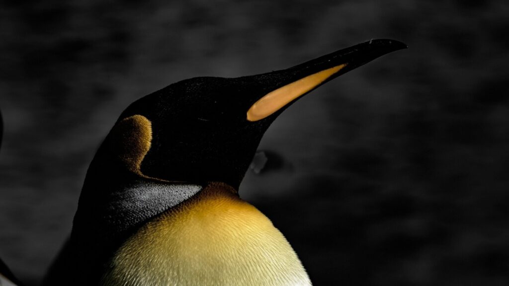 King penguins are the second largest species of penguin after the Emperor penguin. They can be up to 100cm tall and weigh as much as 18kg and have been recorded diving to depths of up to 300 metres.