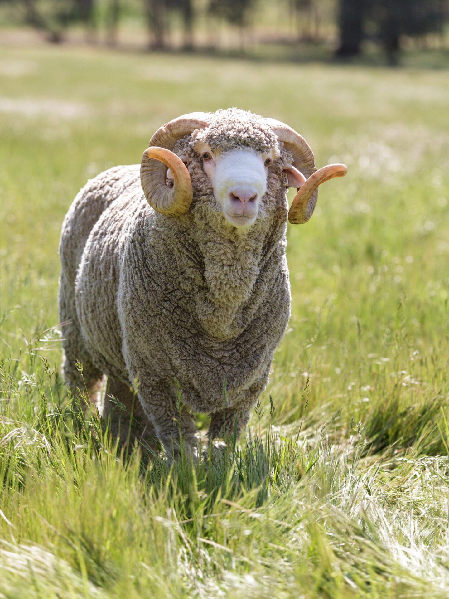 Merino Sheep Australia Merino Sheep Australia